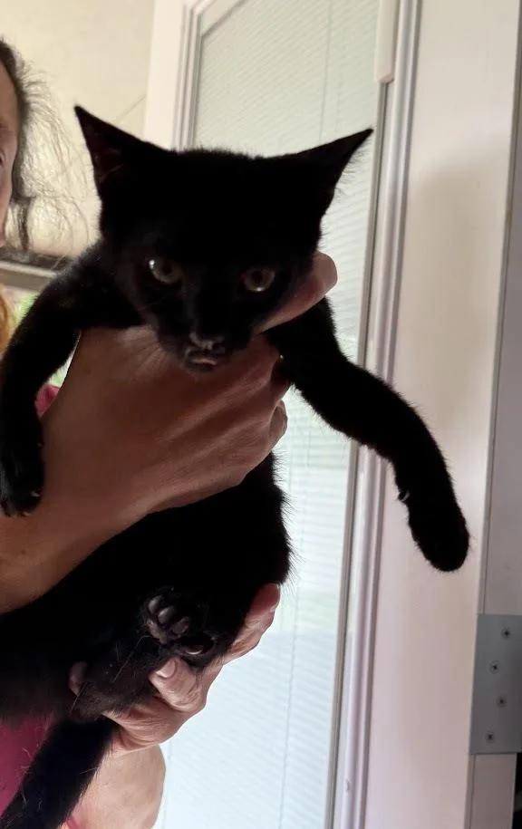 A baby small-sized male Black Domestic Short Hair cat named Mouch for adoption in Deltona, FL