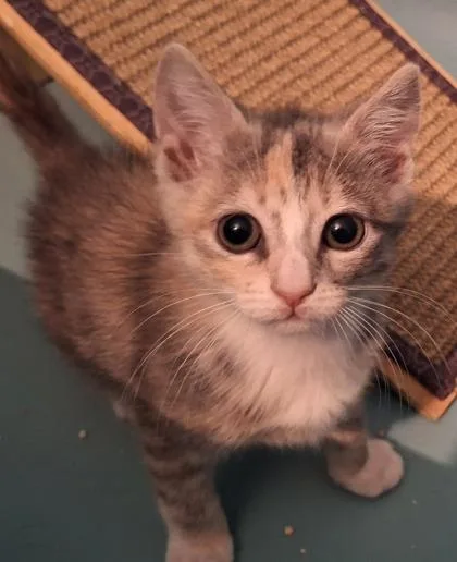 Evie
