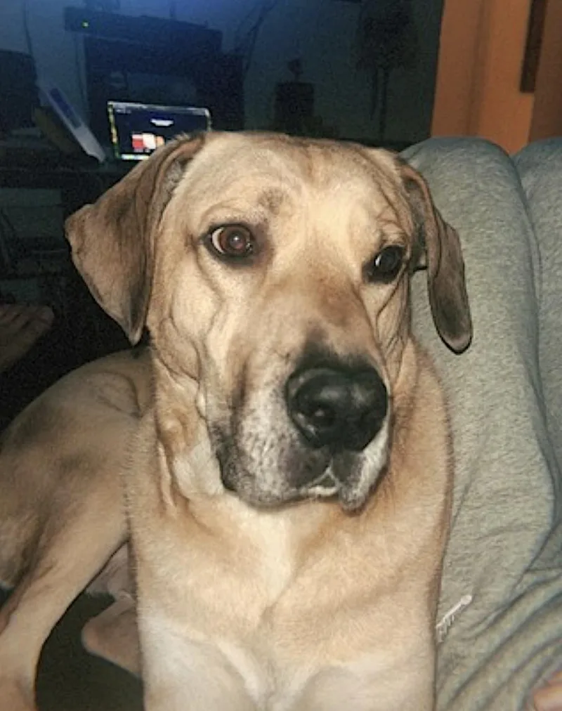 Chulo