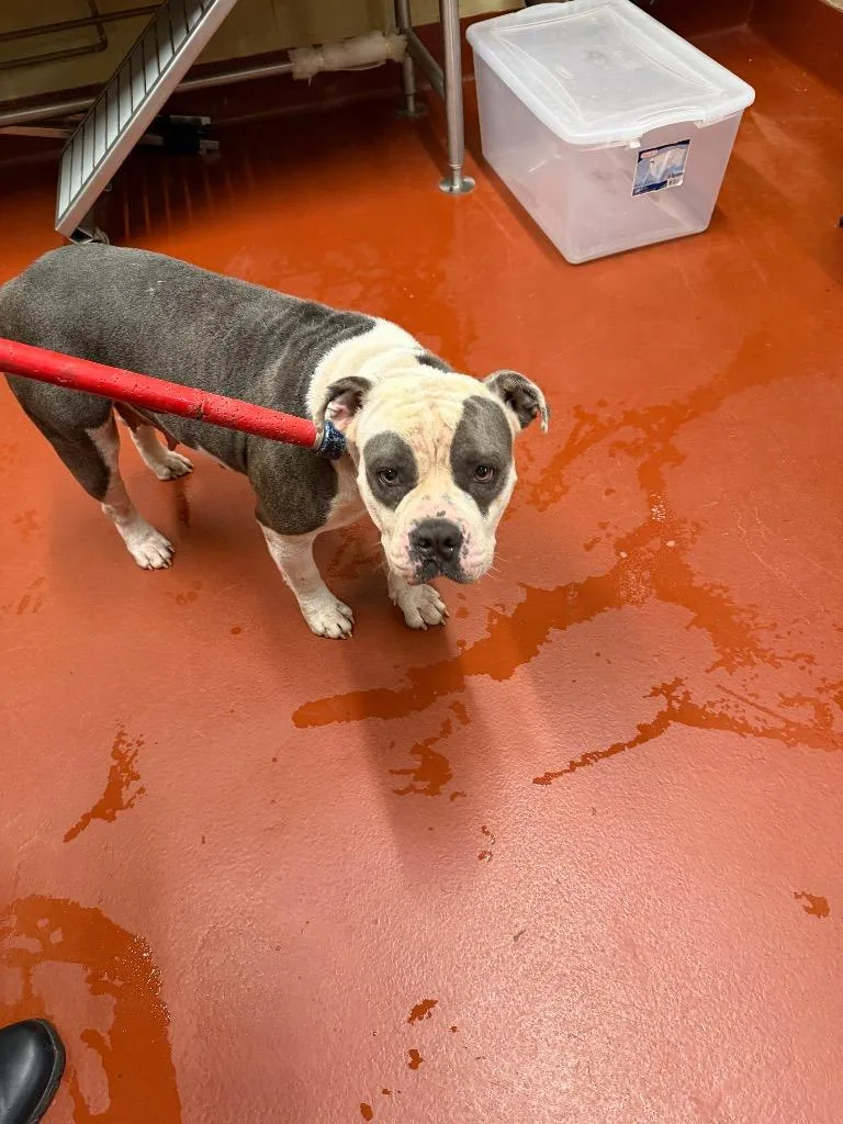 An adult medium-sized female Mixed Breed dog named Gertrudina for adoption in Douglasville, GA