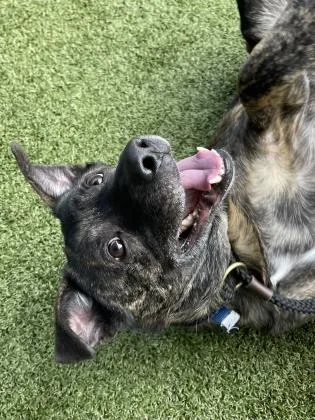 An adult medium-sized male Dutch Shepherd dog named Roman for adoption in Fishers, IN