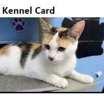 A young small-sized female Domestic Short Hair cat named Novela for adoption in Tallahassee, FL