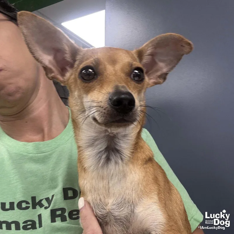 A young small-sized female Chihuahua dog named Edith for adoption in Washington, DC