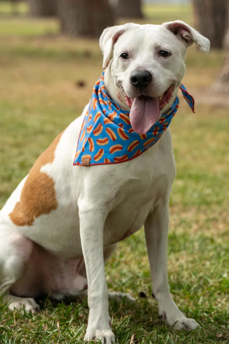 A senior medium-sized male Mixed Breed dog named Smoke for adoption in Myrtle Beach, SC