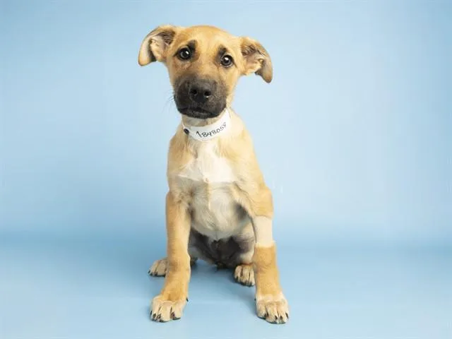 A baby small-sized female German Shepherd Dog dog named Mikasa for adoption in Phoenix, AZ