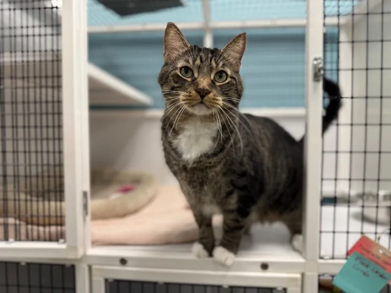 An adult medium-sized male Domestic Short Hair cat named Big Mac for adoption in Raleigh, NC