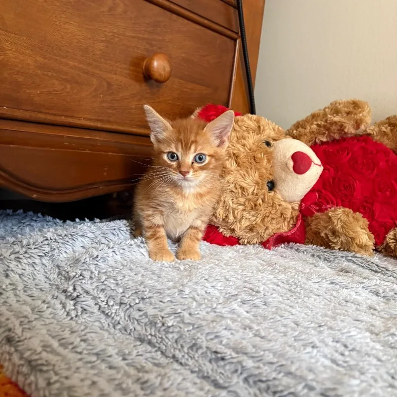 A baby medium-sized male Domestic Short Hair cat named Julio for adoption in Gainesville, FL