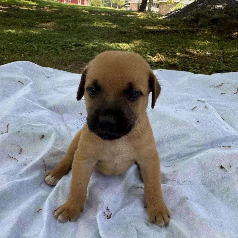 A baby small-sized female Bicolor Chiweenie dog named Sue for adoption in Newfoundland, NJ