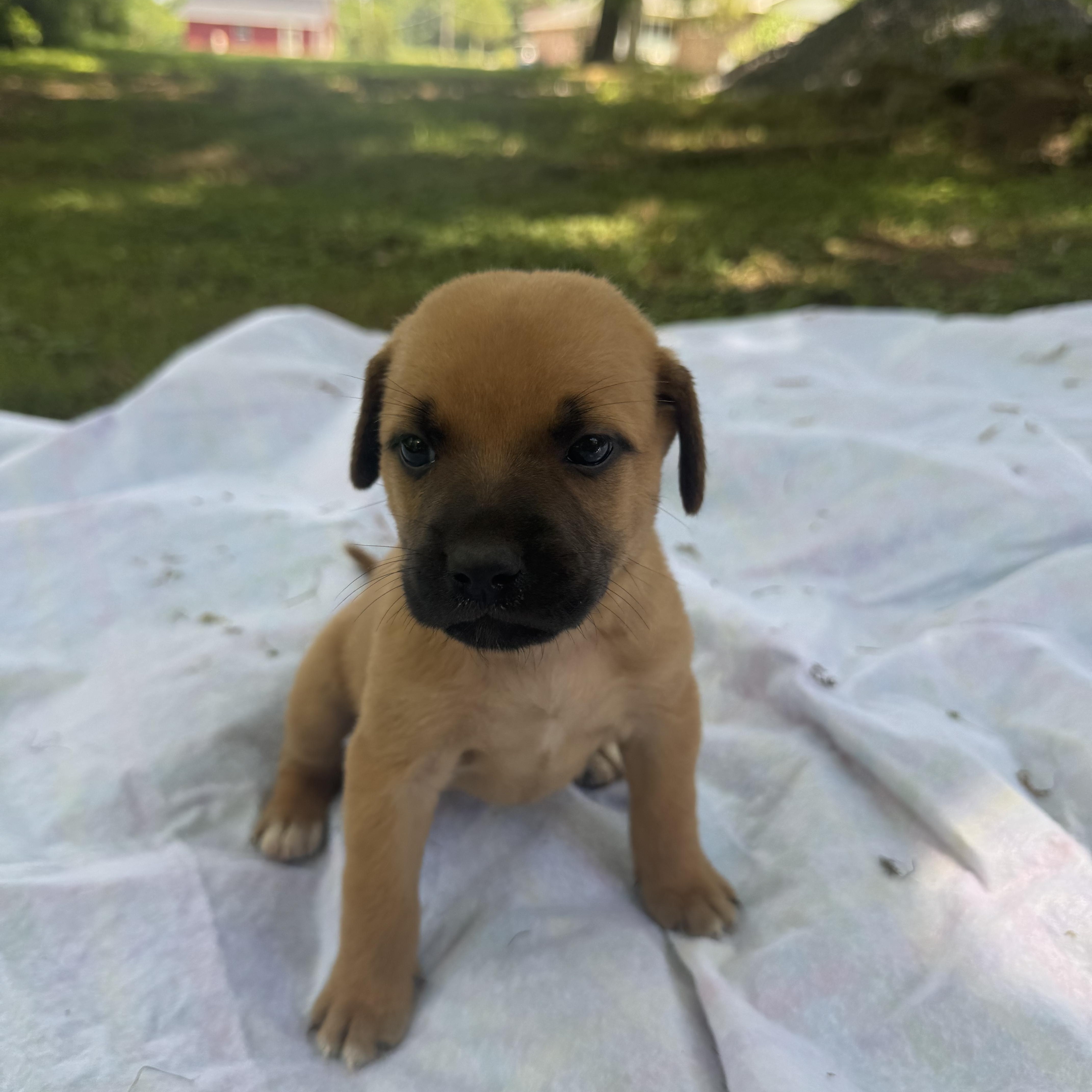 Sue thumbnail 3