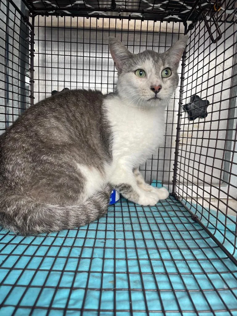 A young medium-sized male Domestic Short Hair cat named Smudges for adoption in New Braunfels, TX