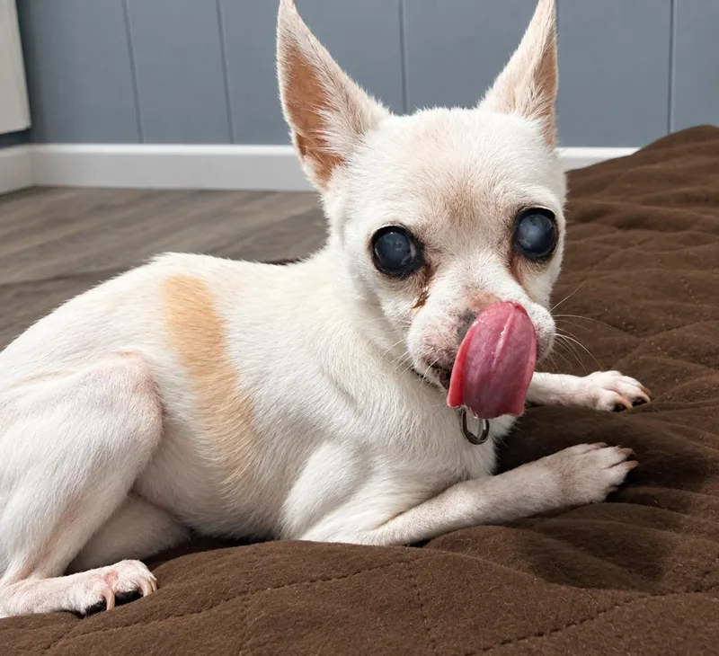 A senior medium-sized male Chihuahua dog named Teddy for adoption in Warren, MI