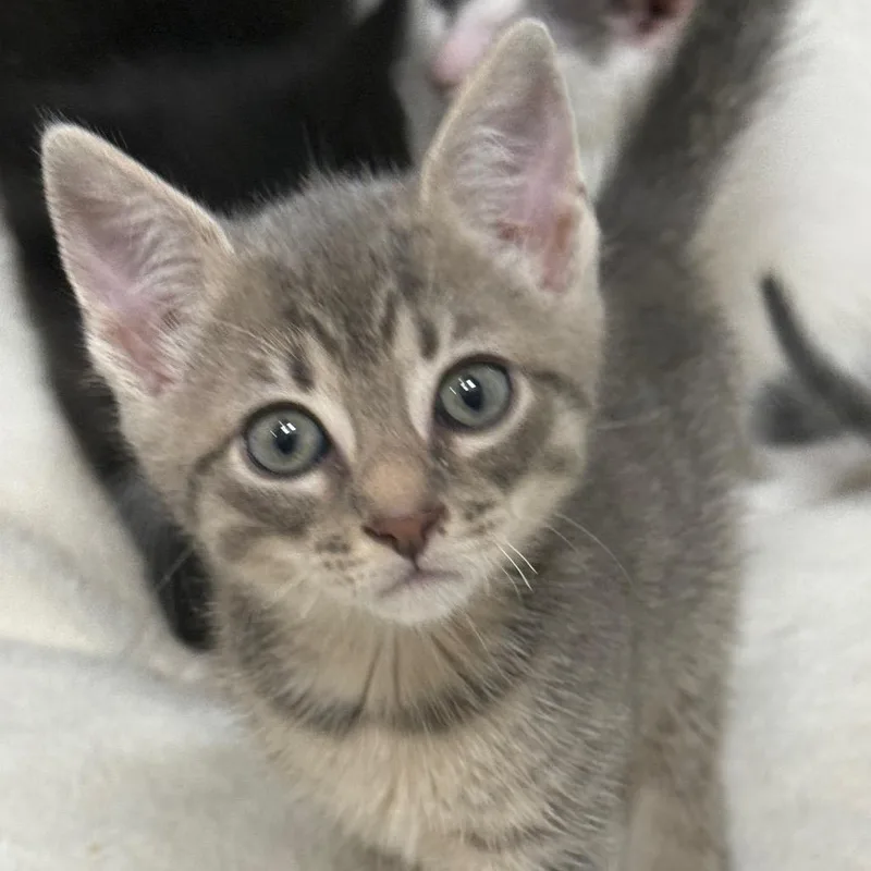 A baby small-sized male Gray / Blue / Silver Domestic Short Hair cat named Astro for adoption in Middle Village, NY