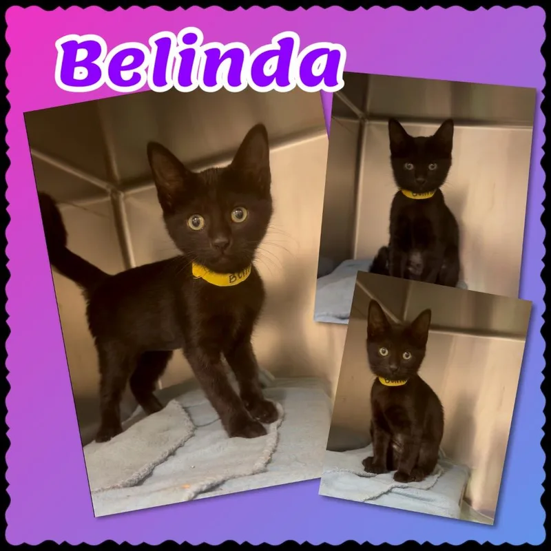 Belinda