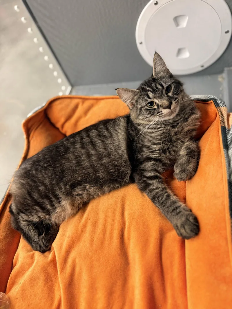 A young medium-sized female Domestic Medium Hair cat named Taffy for adoption in Saint Cloud, FL