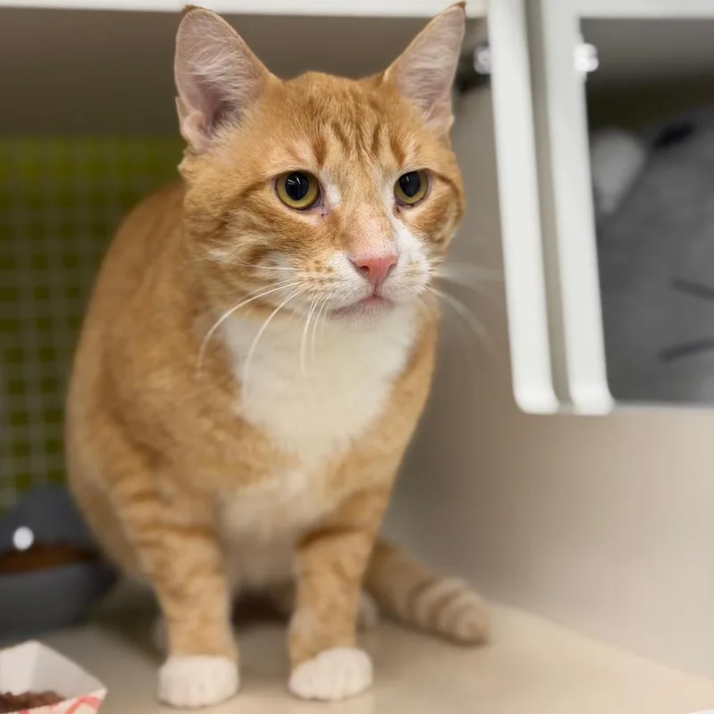 An adult large-sized male Orange / Red Domestic Short Hair cat named Pacino for adoption in Middle Village, NY