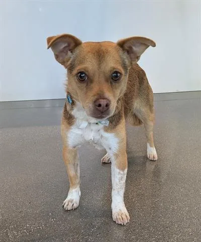 An adult small-sized female Chihuahua dog named Cookie for adoption in San Martin, CA