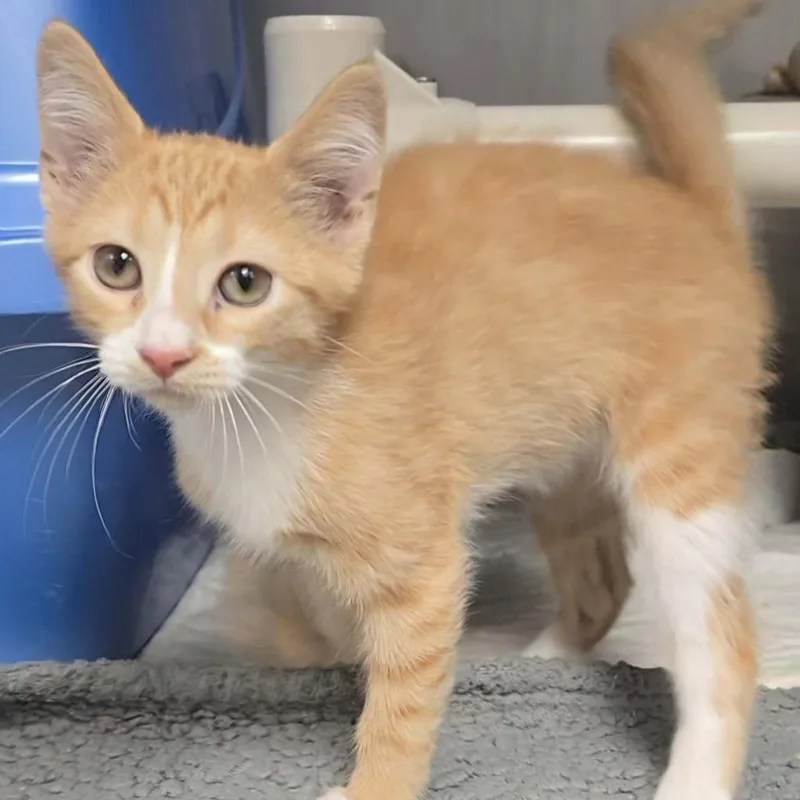 A baby medium-sized female Domestic Short Hair cat named Fiona for adoption in Sunrise Beach, MO