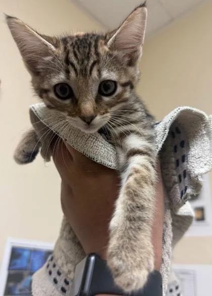 A baby small-sized female Domestic Short Hair cat named Dot for adoption in Honolulu, HI