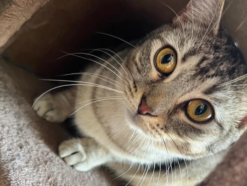 An adult small-sized female Domestic Short Hair cat named Dakota for adoption in Dalton, GA
