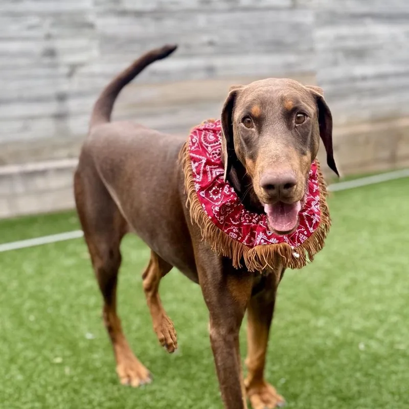 An adult large-sized male Brown / Chocolate Doberman Pinscher dog named Snickers for adoption in Houston, TX