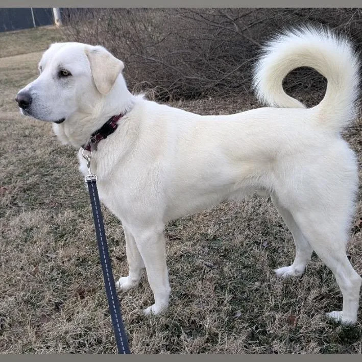 An adult large-sized male Great Pyrenees dog named Bear for adoption in La Grange, KY