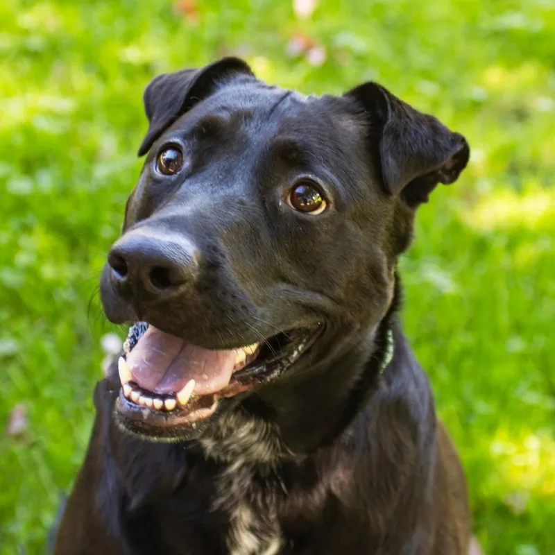 An adult large-sized female Black Mixed Breed dog named Lyiah for adoption in Middletown, RI