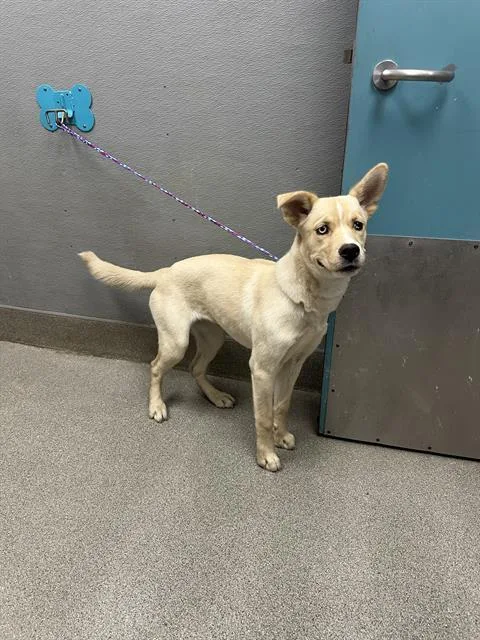 A young medium-sized female Labrador Retriever dog named Bellami for adoption in Las Vegas, NV