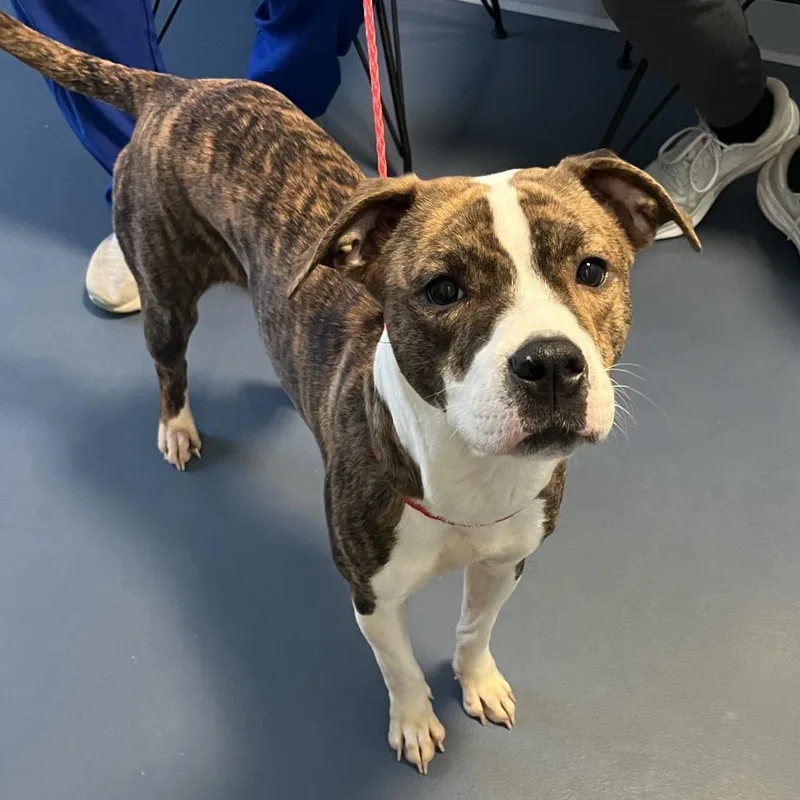 A young medium-sized female Brindle Pit Bull Terrier dog named Charlotte for adoption in Greensboro, NC