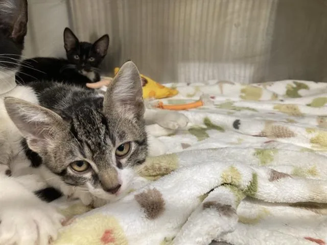 A baby small-sized male Domestic Short Hair cat named Dave for adoption in Tustin, CA