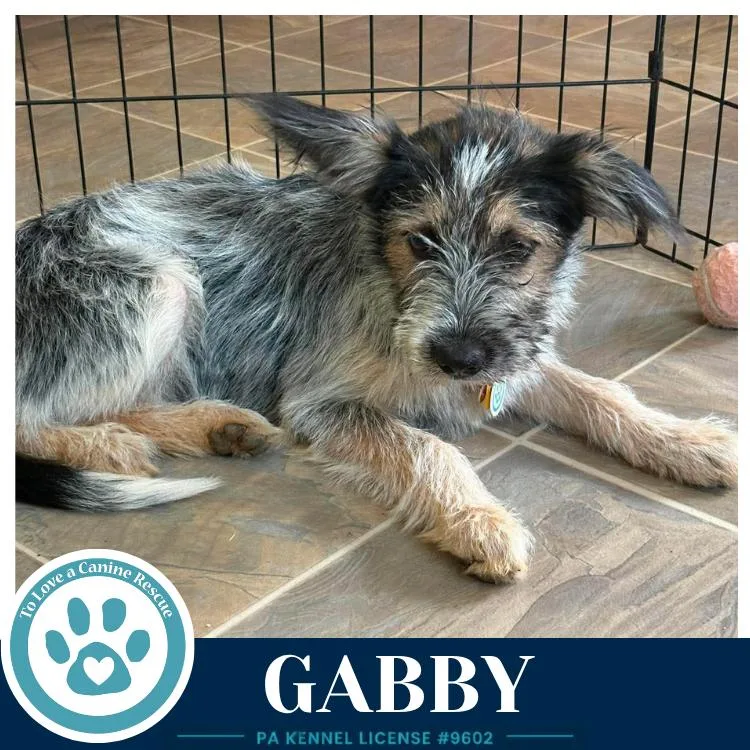 A baby medium-sized female Tricolor (Brown, Black, & White) Shih Tzu dog named Gabby for adoption in Kimberton, PA