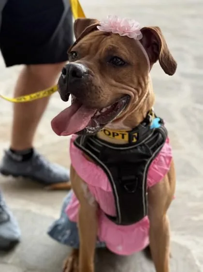 An adult large-sized female Mixed Breed dog named Jillian for adoption in Chamblee, GA
