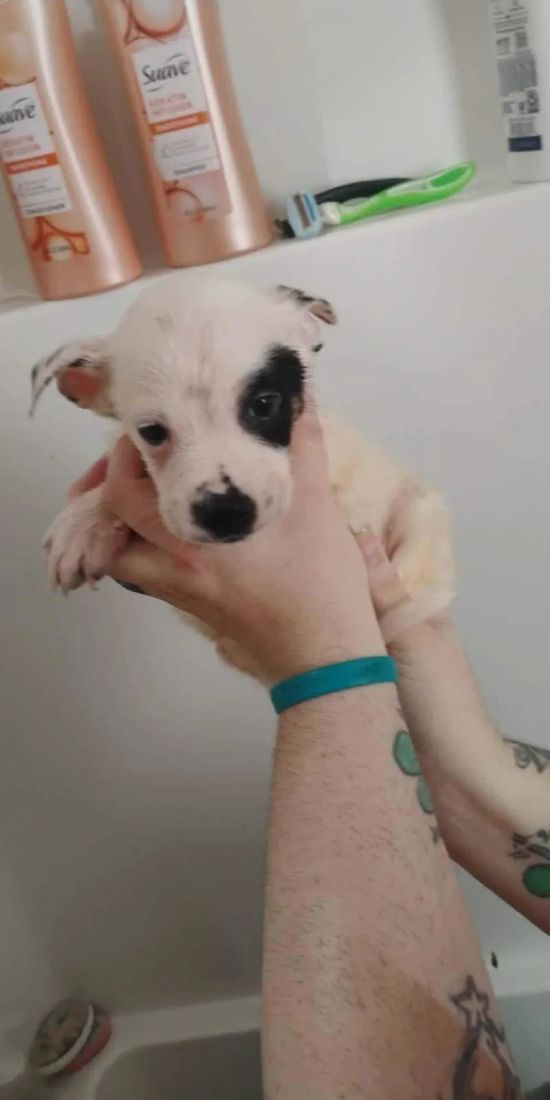 A baby small-sized male Australian Cattle Dog / Blue Heeler dog named Rowan for adoption in Bradenton, FL