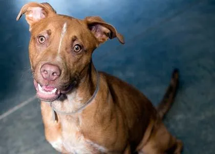 A senior medium-sized male Pit Bull Terrier dog named Carter for adoption in Kansas City, MO