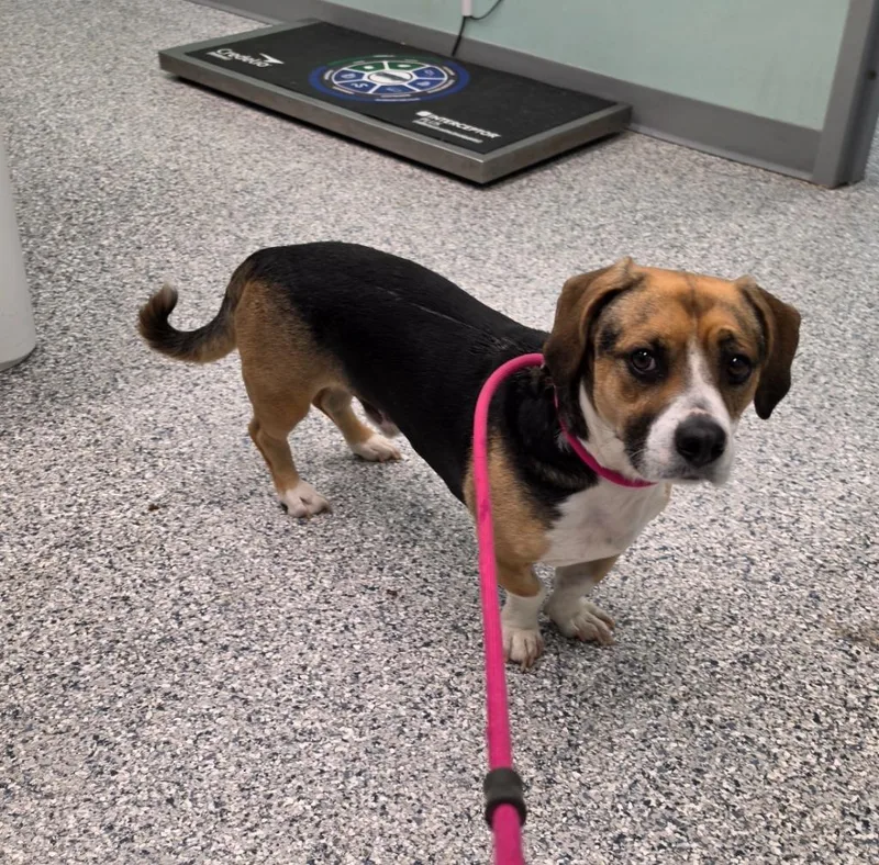 A young medium-sized male Terrier dog named Hank for adoption in Athens, TN