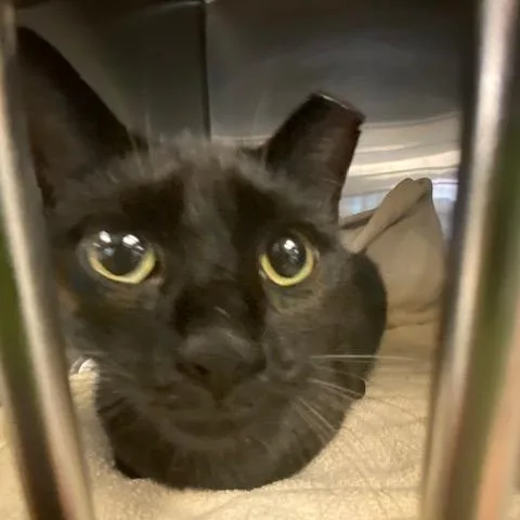 A young medium-sized female Black Domestic Short Hair cat named Jane for adoption in Los Angeles, CA