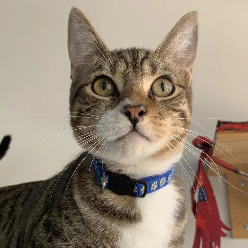 A young medium-sized male Domestic Short Hair cat named Peter for adoption in Redwood City, CA