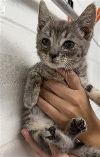 A baby small-sized female Domestic Short Hair cat named A for adoption in San Bernardino, CA