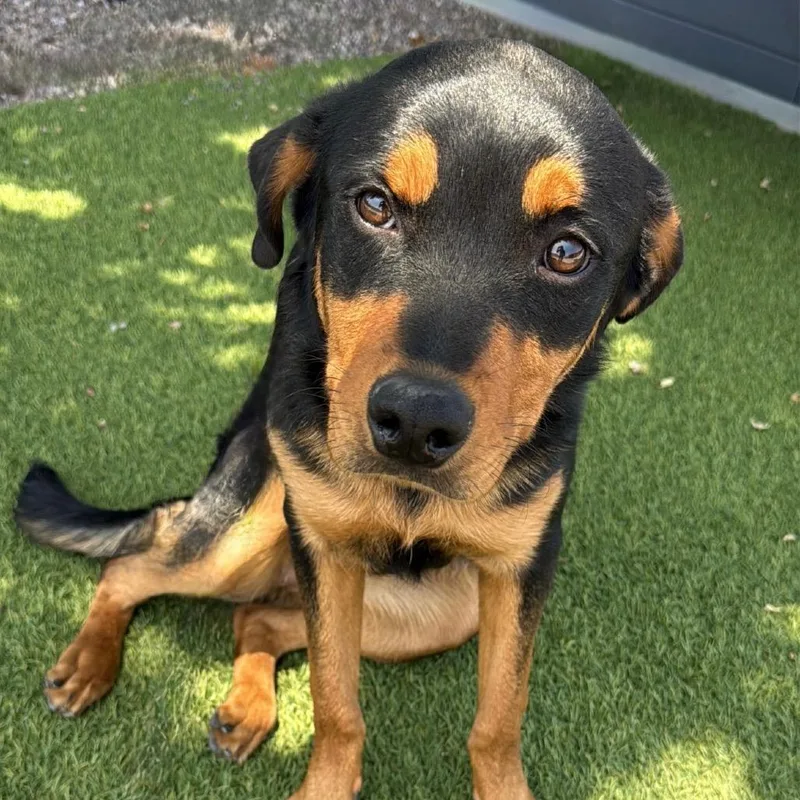 A young medium-sized female Black Rottweiler dog named Marigold A for adoption in Mission Hills, CA