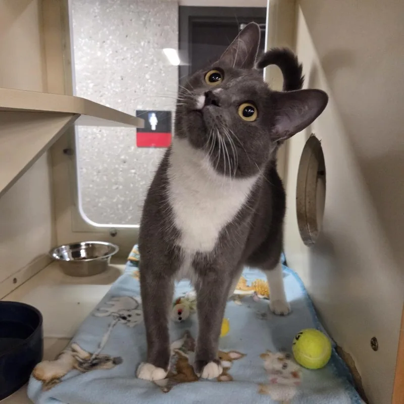 An adult medium-sized female Gray / Blue / Silver Domestic Short Hair cat named Pisa for adoption in Hinsdale, IL