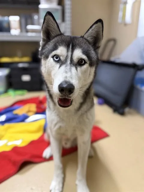 An adult large-sized male Siberian Husky dog named Marvin for adoption in Chula Vista, CA