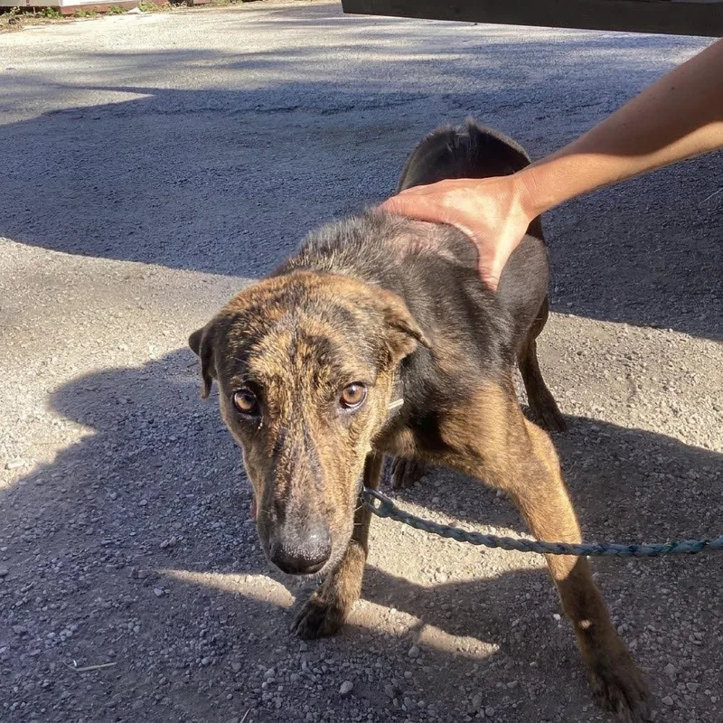 An adult medium-sized female Black Mixed Breed dog named Honey Bear for adoption in Austin, TX