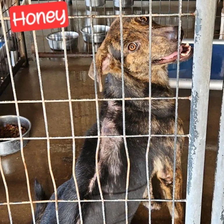Honey Bear thumbnail 3