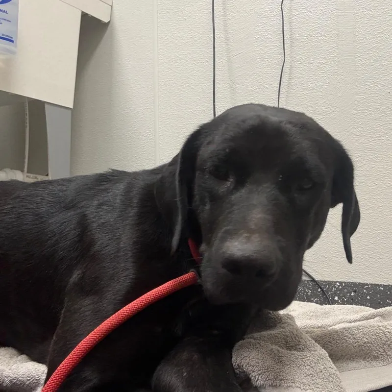 A young large-sized female Black Mixed Breed dog named Mavis for adoption in Columbiana, AL