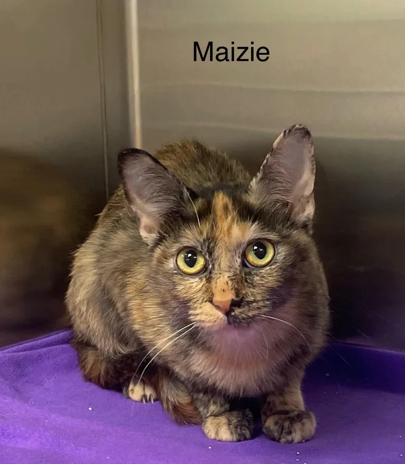 Maizie thumbnail 2