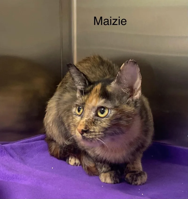 Maizie thumbnail 4