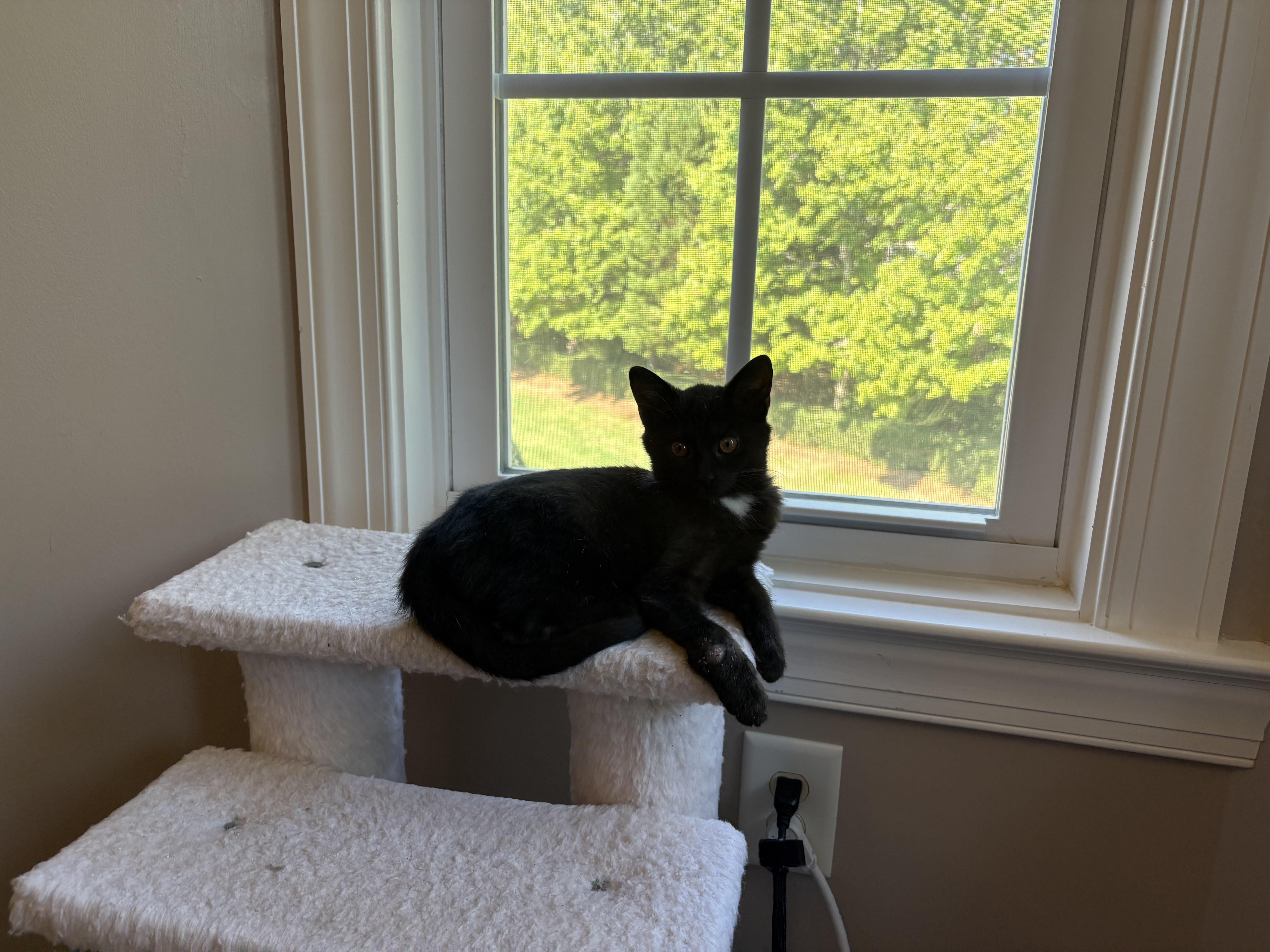 A baby medium-sized female Domestic Short Hair cat named Elvira for adoption in Charlotte, NC