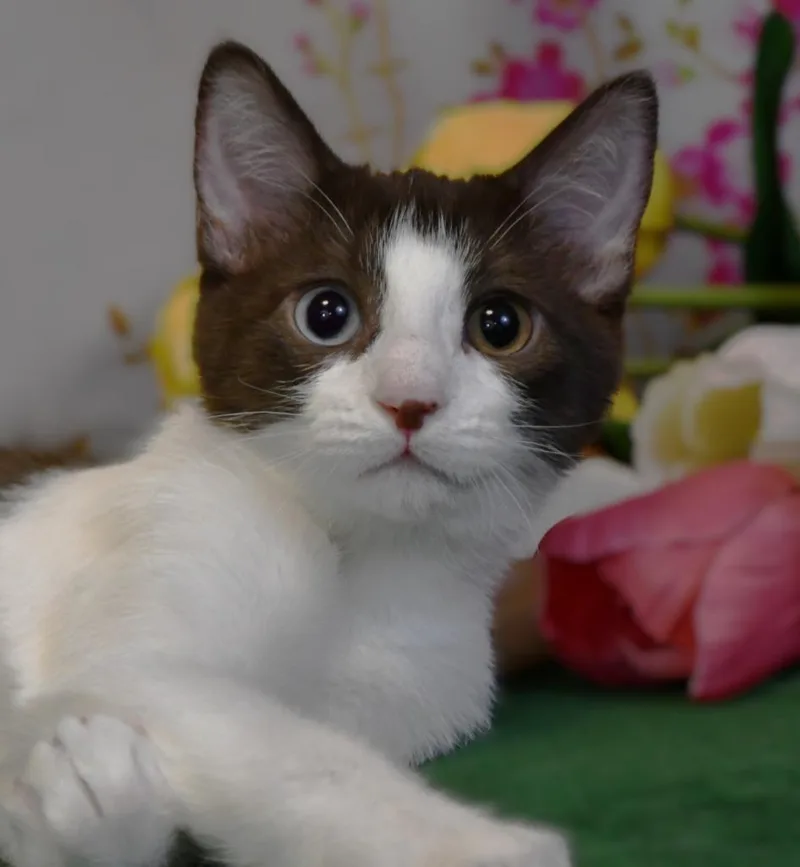 A baby small-sized female Domestic Short Hair cat named Dottie for adoption in Roanoke, TX