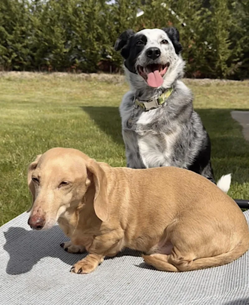 An adult medium-sized female Merle (Blue) Australian Shepherd dog named Scout for adoption in Amherst, MA