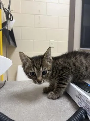 A baby small-sized female Domestic Short Hair cat named Remi for adoption in Westland, MI