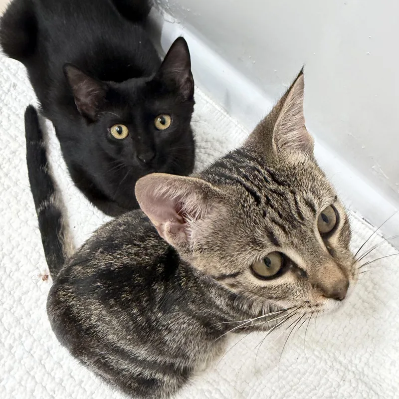 A baby medium-sized female Tabby (Brown / Chocolate) Domestic Short Hair cat named Faith & Fifi for adoption in Liverpool, TX